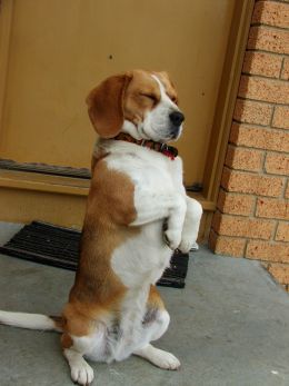 beagle entrenado