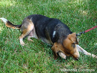 beagle rascandose