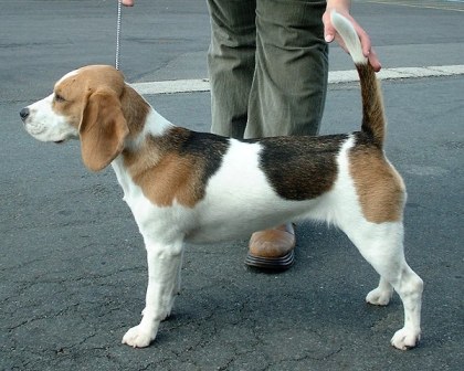 estandar beagle
