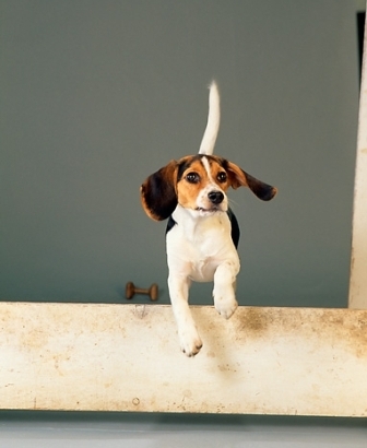 beagle escapando