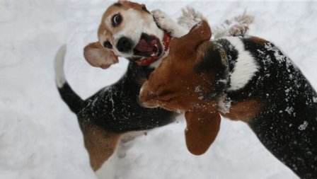 agresion beagle