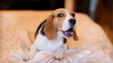 beagle-barking