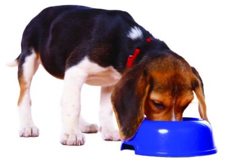 beagle comiendo