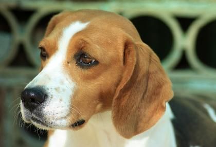 cara de beagle