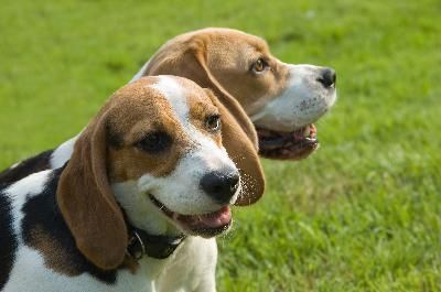 dos beagles