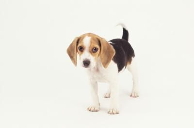 cachorro beagle