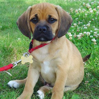beagle pug